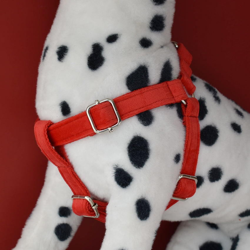 Personalized Engraved Pet Collar for Cocker Spaniel